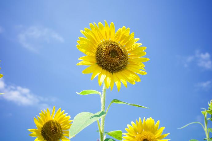 gele zonnebloem overdag onder blauwe hemel